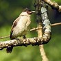 Mimpi Dapat Burung Kutilang Artinya