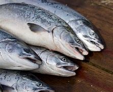 Tempat Budidaya Ikan Salmon Di Indonesia